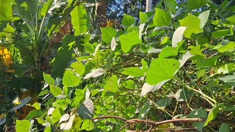 Vibrant Garden Vegetation Vídeo Stock 331658711