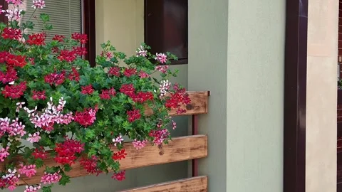 Vibrant geraniums cascade over a rustic wooden planter box on a balcony Stock Footage 339290614