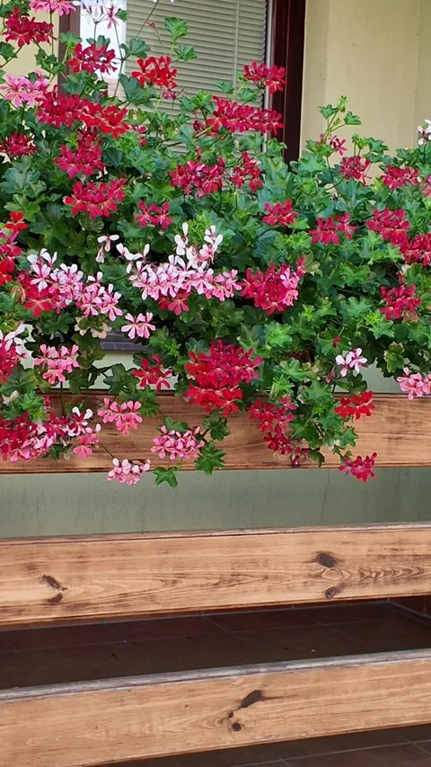 Vibrant geraniums cascade over a rustic wooden balcony railing in full bloom Видео 339290715