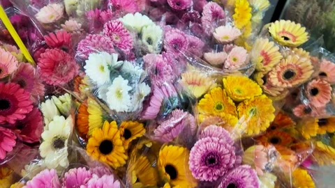 Vibrant Gerbera Daisy Bouquets at a Bangkok Flower Market Stock Footage 345102000