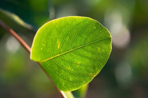Vibrant Glowing Leaf Stock Photos