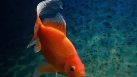 Vibrant goldfish glides gracefully through crystal clear water Stock Footage 295297958