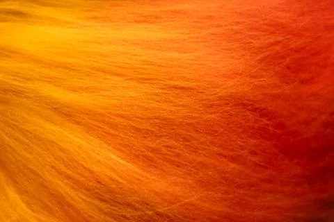 Vibrant gradient wool texture in striking. Felting process. Laying out the .. Stock Photos