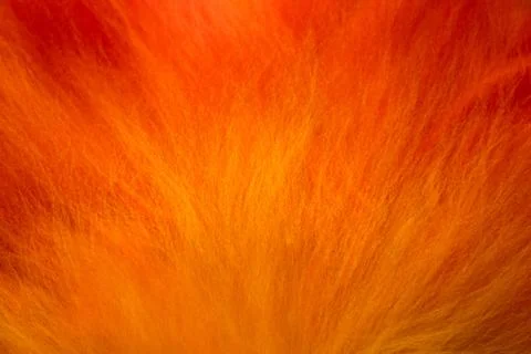 Vibrant gradient wool texture in striking. Felting process. Laying out the .. Stock Photos