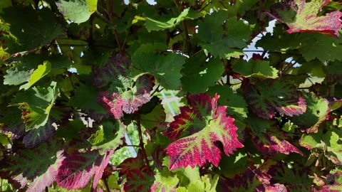 Vibrant Grape Leaves Changing Colors in Autumn Sunlight at Vineyard Stock Footage 287900545