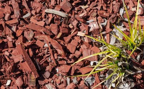 Vibrant grass sprouting amidst a bed of colorful mulch in a garden setting Stock Photos