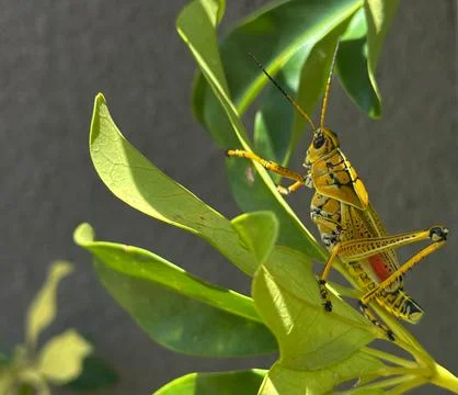 Vibrant Grasshopper Stock Photos