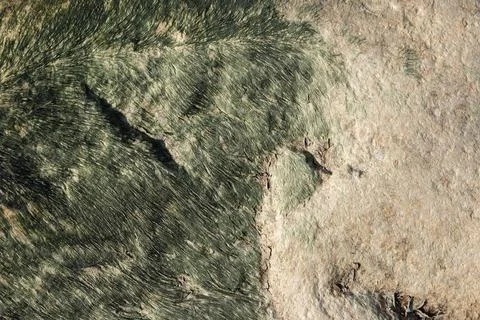 Vibrant green algae border rugged coastal rock with visible cracks Stock Photos