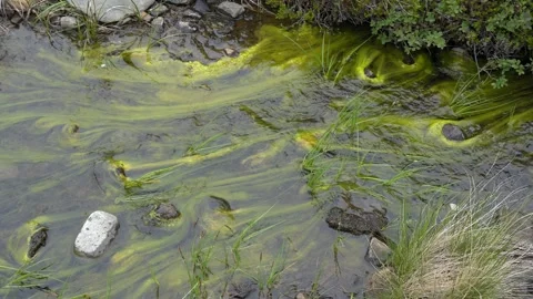 Vibrant Green Algae Flowing in a Clear Icelandic Stream 4K Nature Footage Stock Footage 339744237