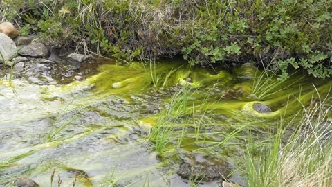 Vibrant Green Algae Flowing in a Clear Icelandic Stream 4K Nature Footage Stock Footage 339745087
