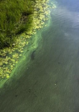 Vibrant green algae lines the tranquil waters of a serene lake under a clea.. Stock Photos