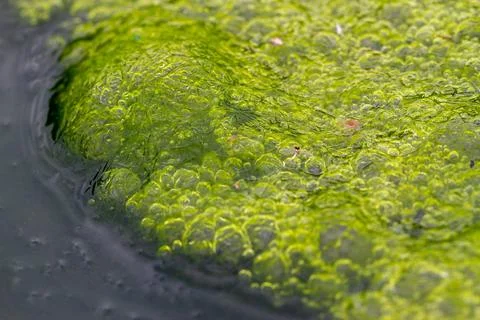 Vibrant Green Algae Patterns in Water with Bubbles, Wulai, Taiwan. Stock Photos