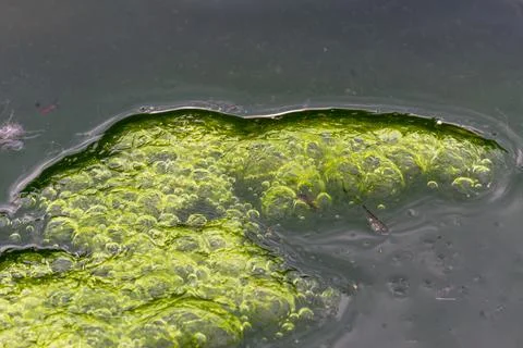 Vibrant Green Algae Patterns in Water with Bubbles, Wulai, Taiwan. Stock Photos