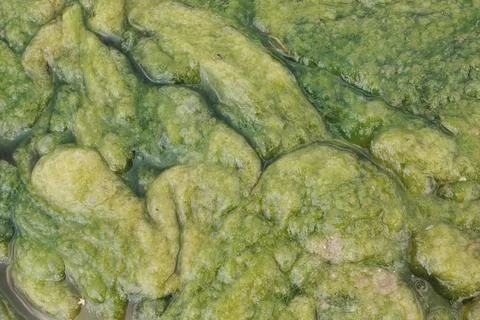 Vibrant Green Algae Surface Macro Detail with Swirling Water Patterns Organ.. Stock Photos