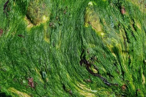 Vibrant Green Algae Texture Background for Nature-Inspired Design Stock Photos