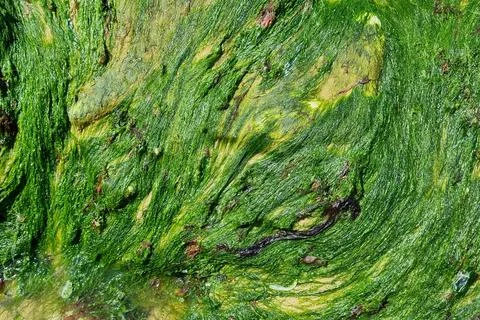 Vibrant Green Algae Texture for Nature and Environmental Design Projects Foto stock