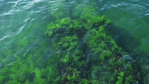 Vibrant Green Algae Underwater in Clear Water 库存影片 345677319