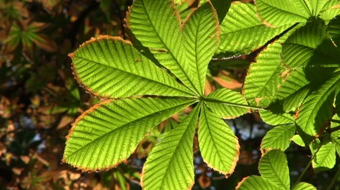 Vibrant green and brown leaf Stock Footage 56155063