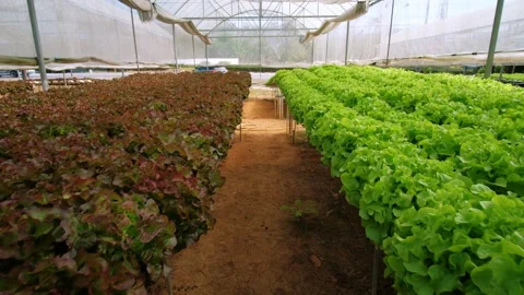 Vibrant green and red leaf lettuce in a protected greenhouse environment in Stock Footage 317088783