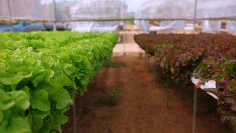 Vibrant green and red leaf lettuce growing in a controlled hydroponic systems Stock Footage 317090794