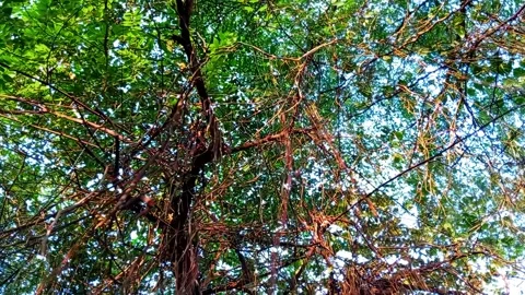 Vibrant Green Banyan Tree Canopy with Hanging Roots, Nature Footage Stock-Footage 337410161