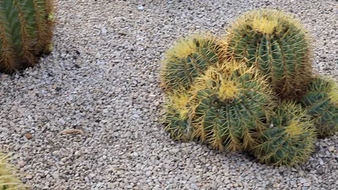 A vibrant green barrel cactus with a dense covering of prickly thorns Stock Footage 317955419