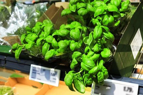 Vibrant green basil in plastic packaging on a shelf in a supermarket produc.. Stock Photos