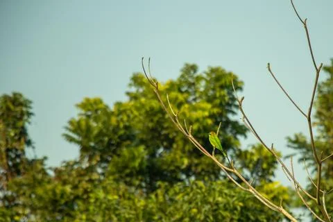A vibrant green bee eater rests on a leafless branch a clear sky 写真素材