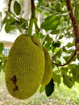 Vibrant green, bumpy jackfruit ripening on a tropical tree Stock Photos
