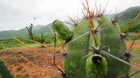 A vibrant green cactus with long, sharp spines and tiny fruits, adorned wit.. Foto stock
