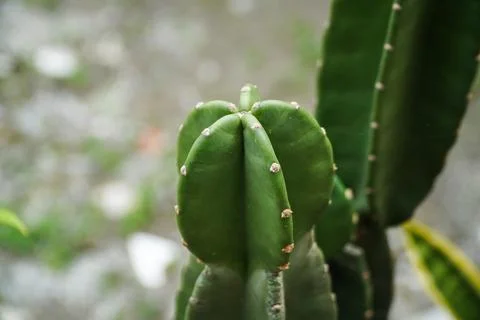 Vibrant Green Cactus Segment with Stubby Spines in Soft Focus Stock Photos