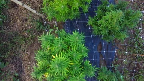 Vibrant green cannabis rows seen from drone Stock Footage 316909710