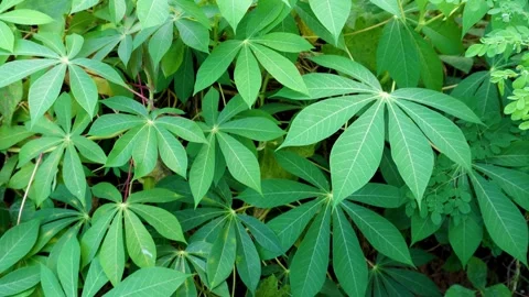 Vibrant green cassava leaves pattern in a tropical farm Stock Footage 340543462