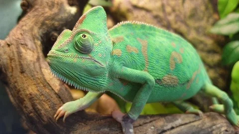 Vibrant green chameleon on a branch. Close-up. Reptile. Stock Footage