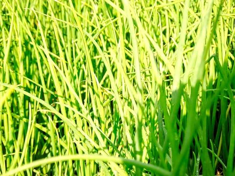 Vibrant green chives in a dense patch, illuminated by bright sunlight, crea.. Stock Photos