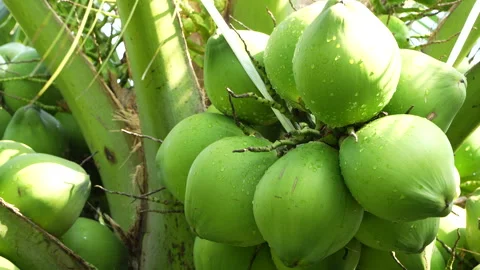 Vibrant Green Coconut Bunch Close-up in Tropical Vietnam Orchard Stock Footage 327120191