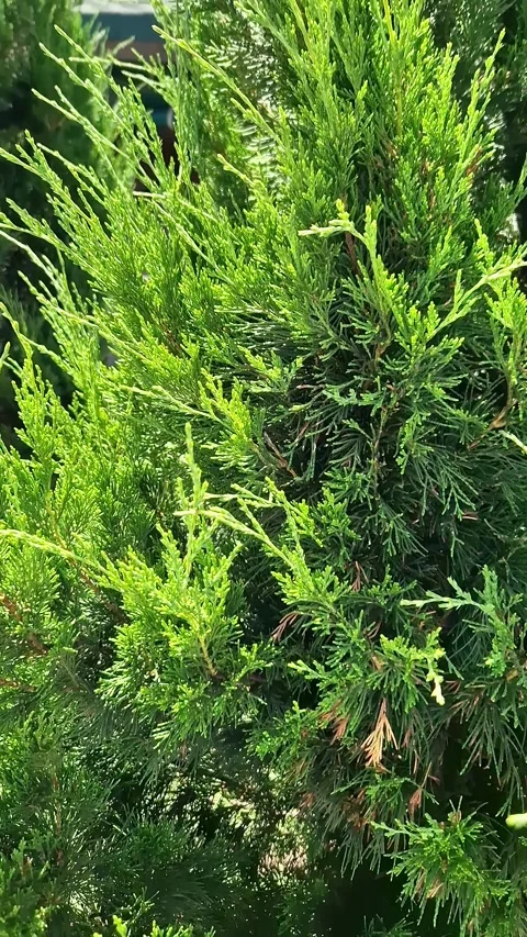 Vibrant Green Conifer Branches Creating Natural Summer Background Stock Footage 339085535