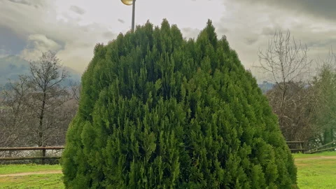 Vibrant Green Conifer in a Cloudy Landscape Stock Footage 274852145
