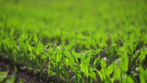 Vibrant green corn field with small sprouts growing in the spring sun, captured Stock Footage 295947165