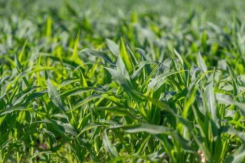 Vibrant green corn fields thrive under the sun in the heart of Europe showc.. Stock Photos