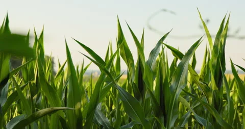 Vibrant green corn leaves in close focus above a distant field, 8K Stock Footage 339244536