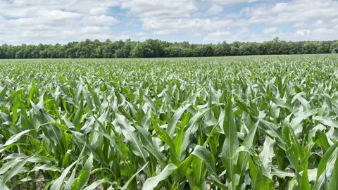Vibrant green corn plants stretch endlessly under bright sky Stockbeeldmateriaal 337578306