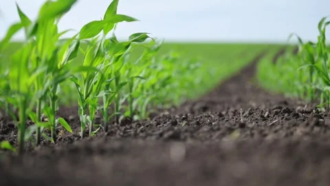 Vibrant green corn sprouts, motion in harmony. Stock Footage 310100269