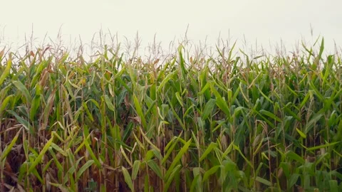Vibrant green corn stalks stand tall and dense across a wide agricultural f.. Stock Footage 321918346