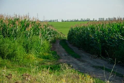 Vibrant green cornfield with rustic dirt pathway in countryside landscape o.. Stock Photos