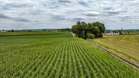 Vibrant Green Cornfields Stretch Across the Landscape Under a Cloudy Sky in.. Stock Photos