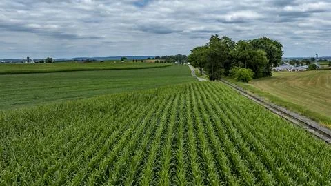 Vibrant Green Cornfields Stretch Across the Landscape Under a Cloudy Sky in.. Stock Photos