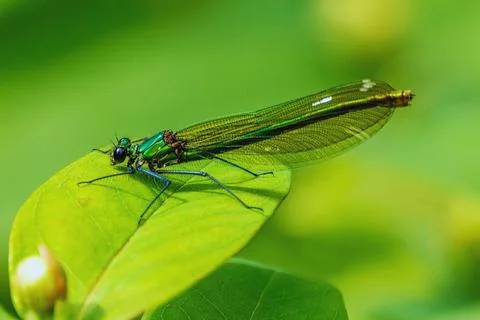 Vibrant Green Dragonfly on Leaf - A Study in Nature’s Delicate Beauty Stock Photos