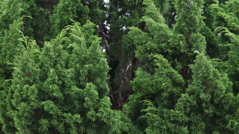 Vibrant green evergreen tree foliage Vídeos de archivo 341961030