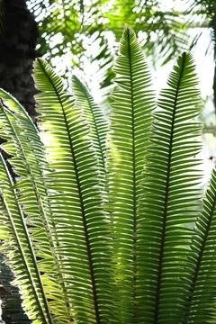 Vibrant green extract background texture of tropical greenery. Stock Photos